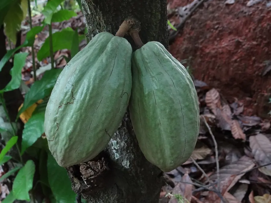 Green cacao pods growing on the trunk of a cacao tree